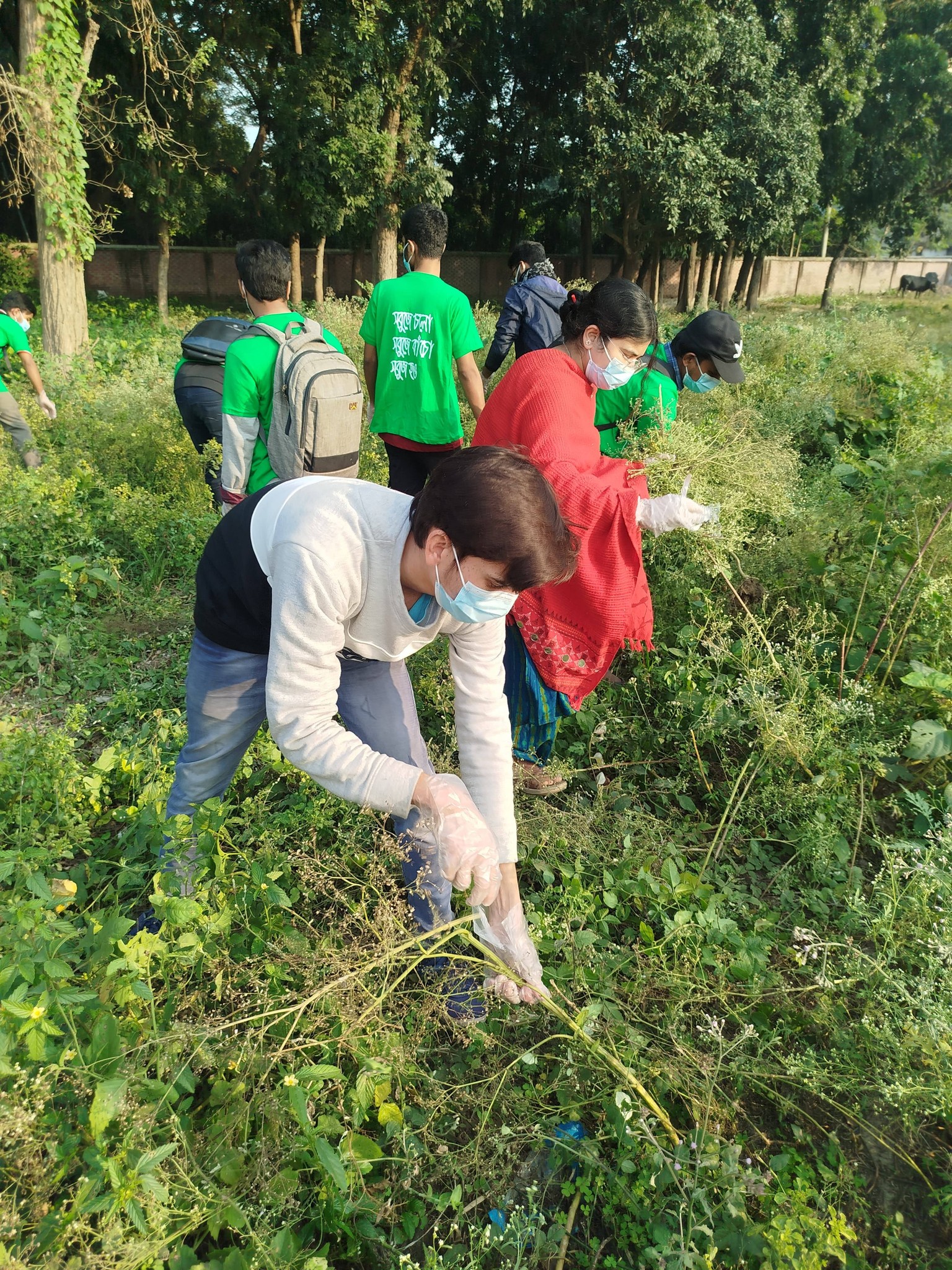 parthenium eradication